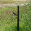 Willy wagtail, Camden